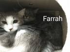 Adopt Farrah a Domestic Medium Hair