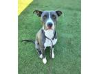 Adopt Twirly a Pit Bull Terrier, Mixed Breed