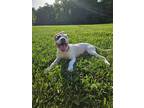 Adopt Ginny a Pit Bull Terrier, Mixed Breed