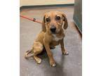 Adopt Lacy a Hound, Mixed Breed