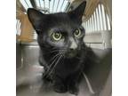 Adopt Barncat River a Domestic Short Hair