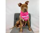 Adopt Treasure a Pit Bull Terrier, American Staffordshire Terrier