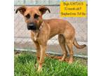 Adopt Shylo a Shepherd, Hound