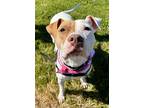 Adopt Sadie P4P a Pit Bull Terrier, Hound