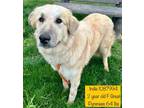 Adopt Indie a Great Pyrenees, Hound