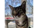 Adopt Sassafras a Domestic Short Hair