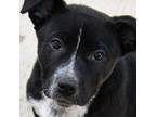 Adopt Ivy a Cattle Dog, American Staffordshire Terrier
