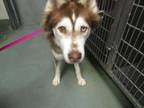 Adopt Sasha a Siberian Husky