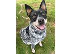 Adopt Tai a Australian Cattle Dog / Blue Heeler, Mixed Breed