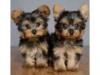 AONG Teacup Yorkshire Terrier Puppies Available
