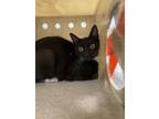 Adopt Boots a Domestic Short Hair