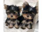 AMNG Teacup Yorkshire Terrier Puppies Available