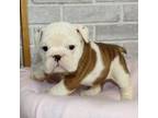Bulldog Puppy for sale in Canal Winchester, OH, USA