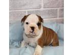 Bulldog Puppy for sale in Canal Winchester, OH, USA
