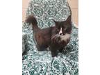 Adopt Prissy a Domestic Medium Hair, Domestic Short Hair