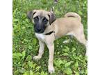 Adopt Zoe a Anatolian Shepherd