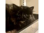 Adopt Bonnie a Domestic Long Hair