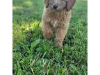 Mutt Puppy for sale in West Frankfort, IL, USA
