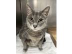 Adopt Mimi a Domestic Short Hair