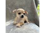 Chihuahua Puppy for sale in Columbia, NJ, USA