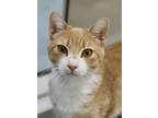 Adopt Mango a Domestic Short Hair