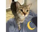 Adopt Luna a Domestic Short Hair