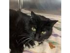 Adopt Hope a Domestic Long Hair, Domestic Short Hair