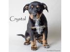 Adopt Crystal a Rottweiler, Mixed Breed