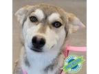 Adopt Mercedes a Mixed Breed