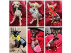 Chinese Crested Puppy for sale in Wethersfield, CT, USA