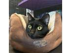 Adopt Priscilla a Domestic Short Hair