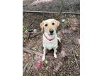 Adopt Samantha a Hound, Labrador Retriever