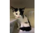 Adopt Pipsqueak a Domestic Short Hair