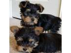 ADHG Teacup Yorkshire Terrier Puppies Available