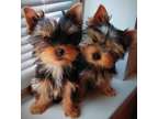 AHHG Teacup Yorkshire Terrier Puppies Available
