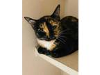 Adopt Mirtle a Domestic Short Hair