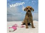 Adopt Madison a Shepherd, Hound