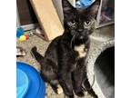 Adopt Risa a Domestic Short Hair