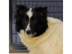 Adopt Theodora Poplarbug a Mixed Breed