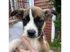 Adopt Audi a Mixed Breed