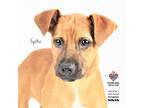 Adopt Spike a Black Mouth Cur / Boxer / Mixed dog in Tomball, TX (31585613)