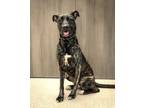 Adopt Speckles a Pit Bull Terrier, Mixed Breed