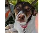 Adopt Laney a Jack Russell Terrier