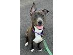 Adopt Milan a Pit Bull Terrier, Mixed Breed