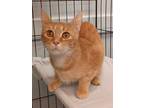 Adopt Mona a Domestic Short Hair