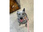 Adopt Spicy a Australian Cattle Dog / Blue Heeler