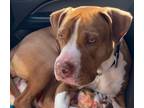 Adopt M.J. a Pit Bull Terrier