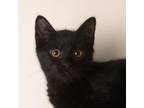 Adopt Lulu a Domestic Medium Hair