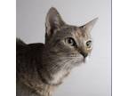 Adopt Crystabelle a Domestic Short Hair