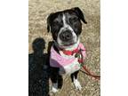 Adopt Mila a Mixed Breed